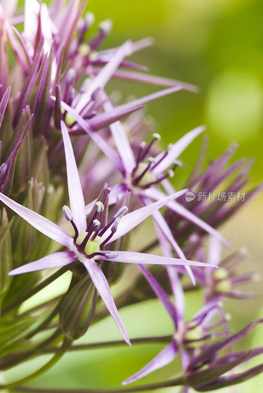 波斯之星(Allium christophi)观赏洋葱-七